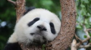娱乐吃瓜酱大熊猫,揭秘大熊猫的趣味生活