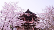 西安青龙寺樱花,千年古寺青龙寺的樱花盛宴