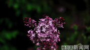 丁香花在线视频完整版,深情演绎，感人至深的爱情故事